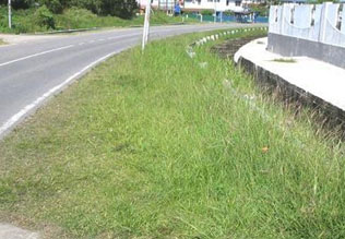 Ro3: Grass Cutting - Before